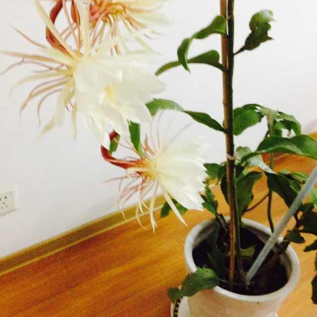 高景根