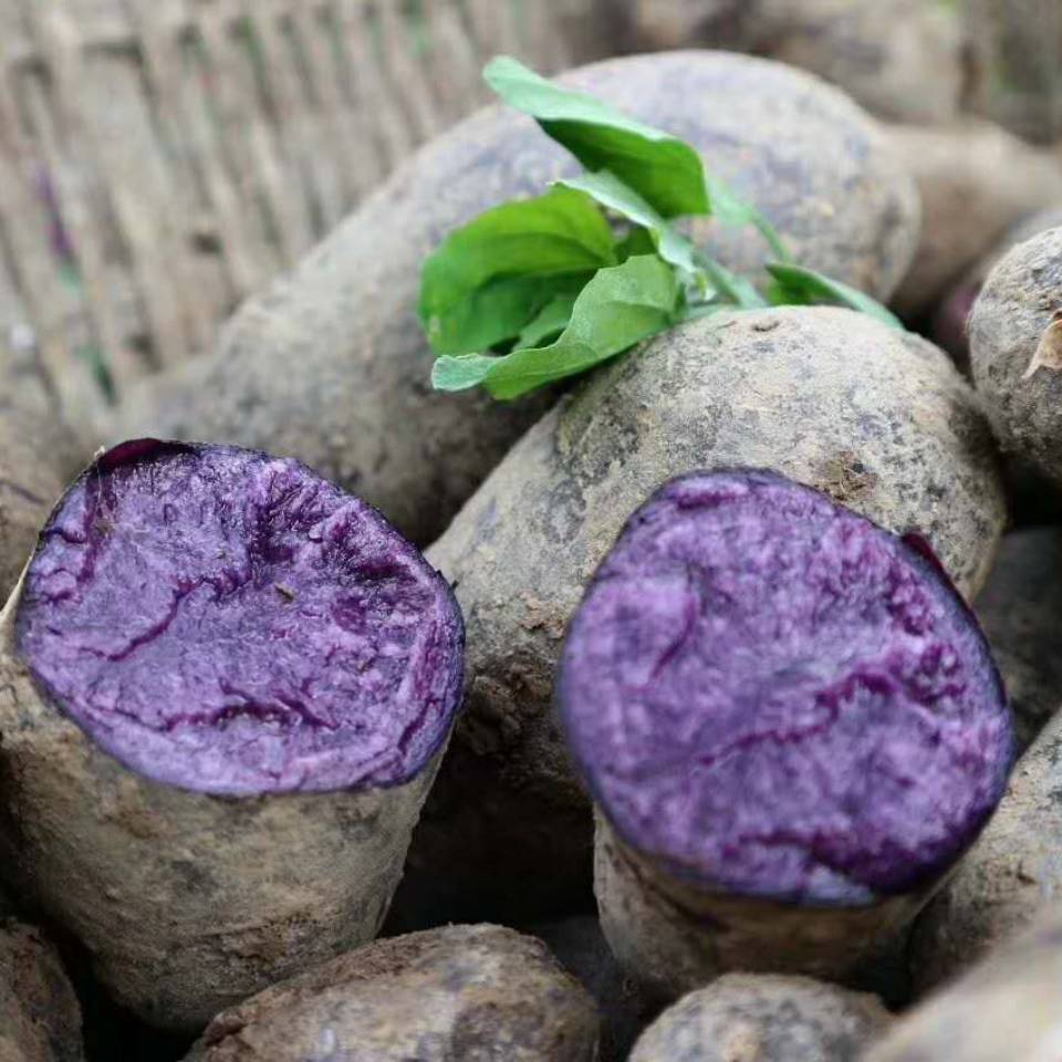 希心美~黑土豆种植基地