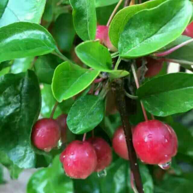 雨寒