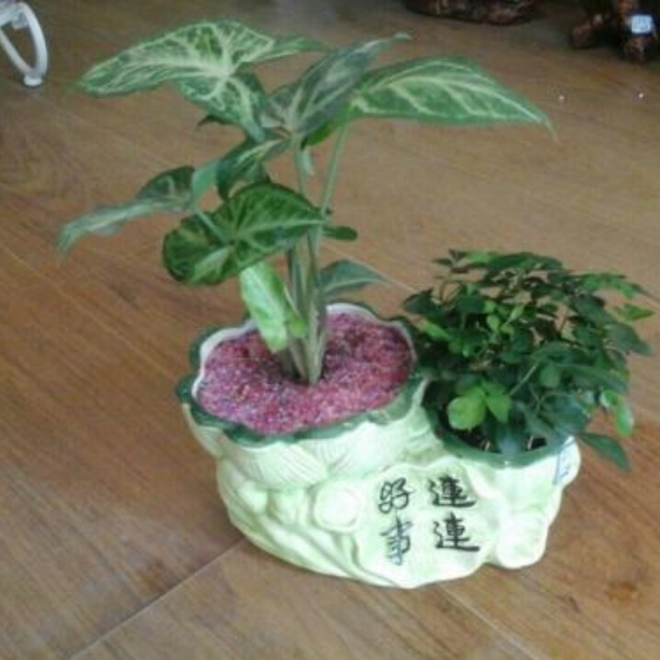 用戶頭像