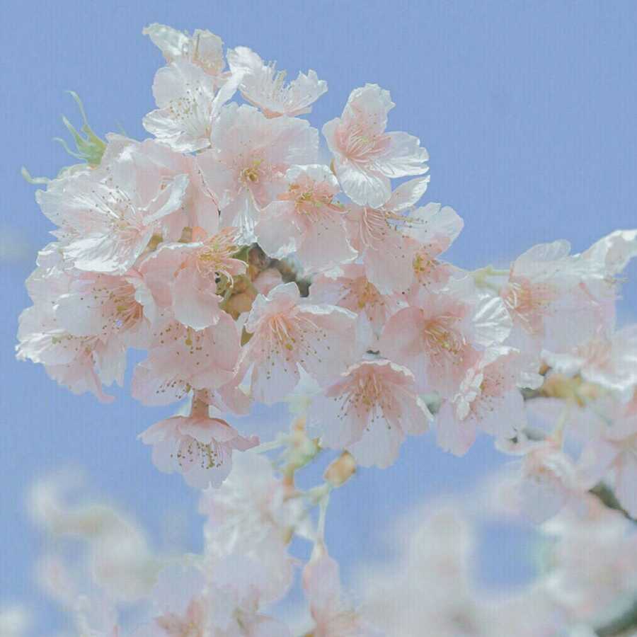 嗞哒啪