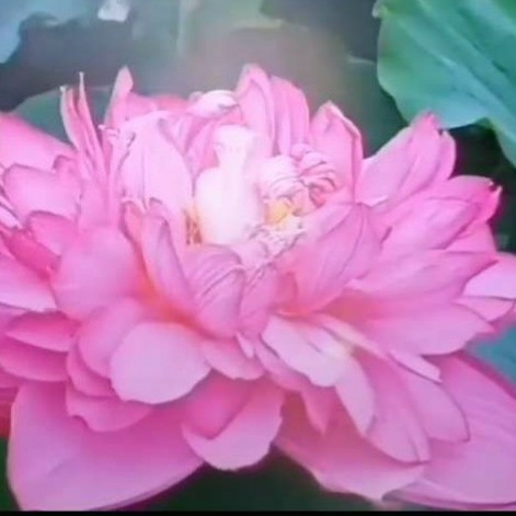 用戶頭像