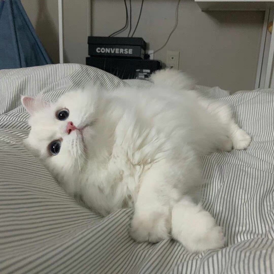 哩哩大王