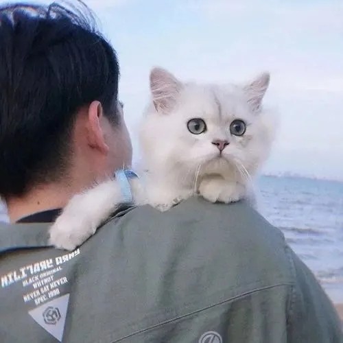 冷眼旁观
