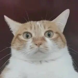 守中