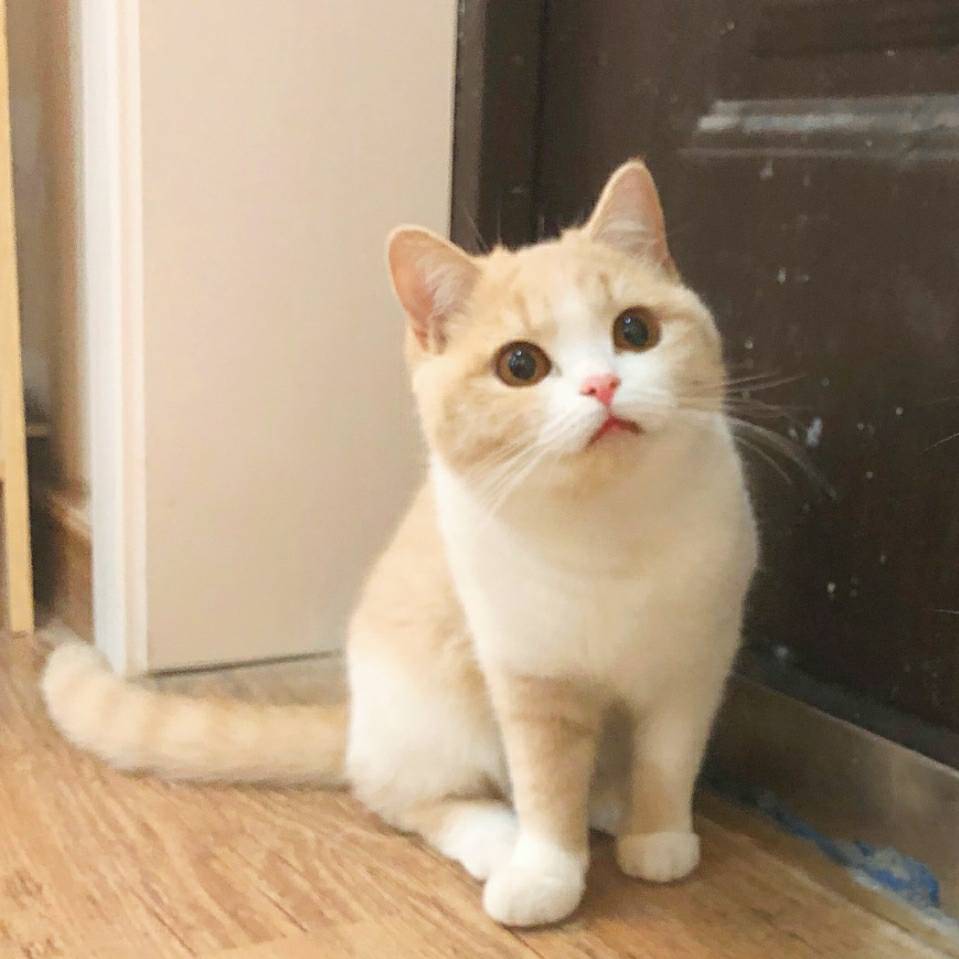 用戶頭像