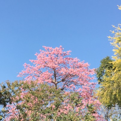用戶頭像