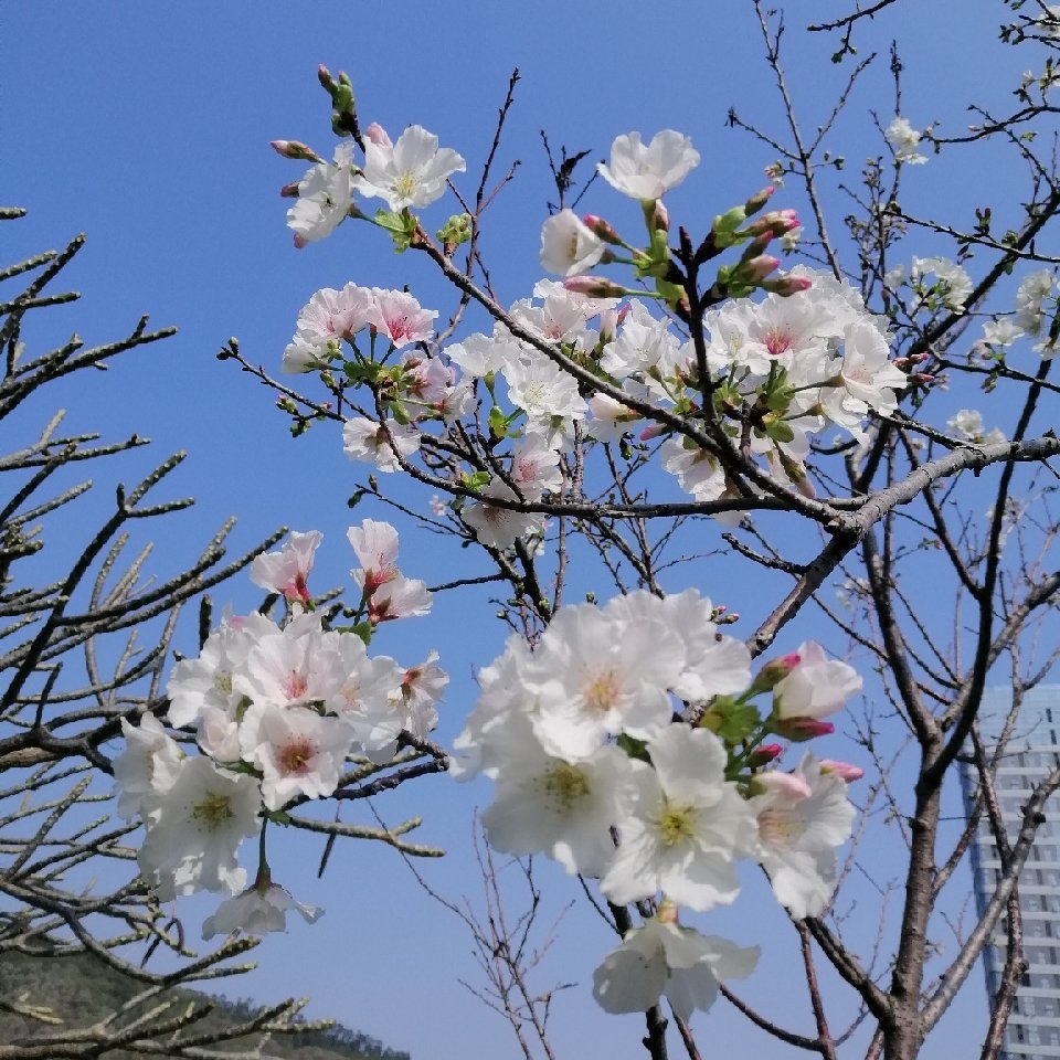用戶頭像