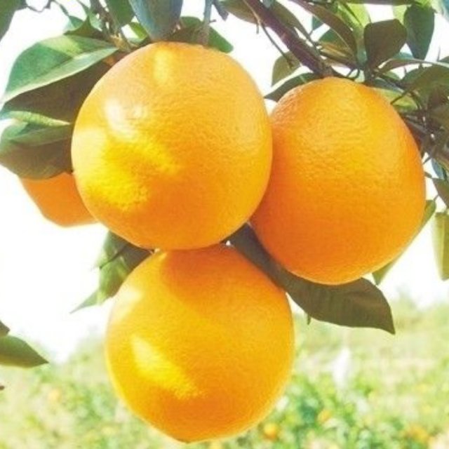 熊氏果业富正吉有限公司