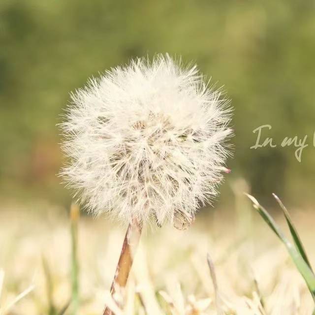 红彤彤