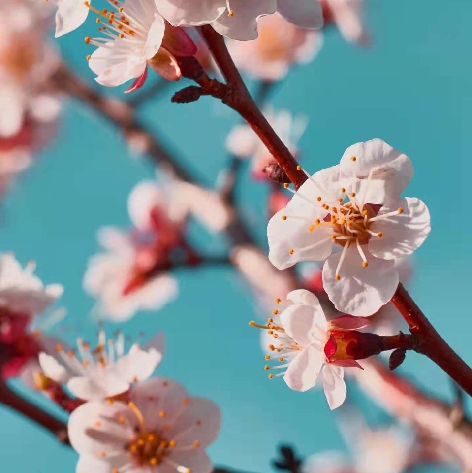 菊平