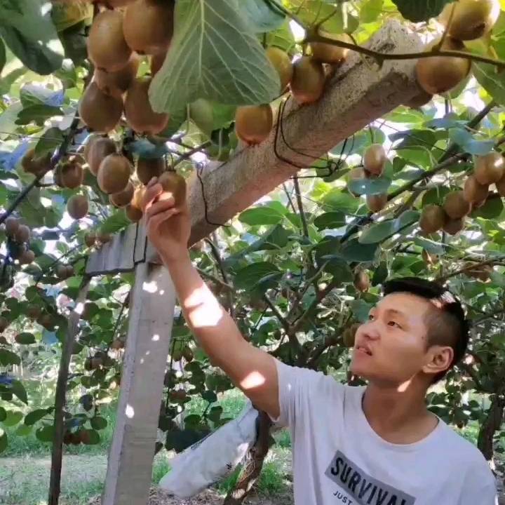 武克强富硒猕猴桃®支持平台下单