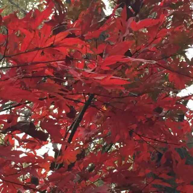 用戶頭像