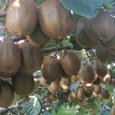 遇梦同行，雄生