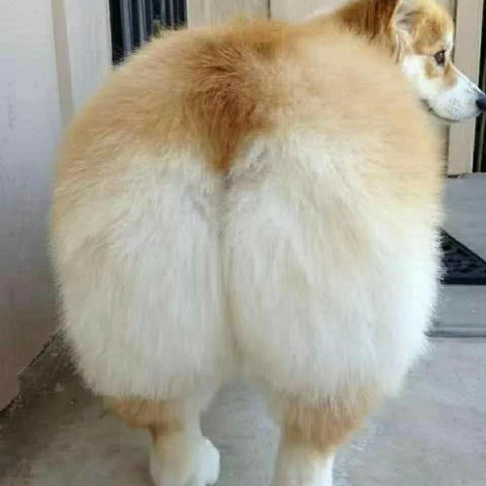 蕉香你个呐不不