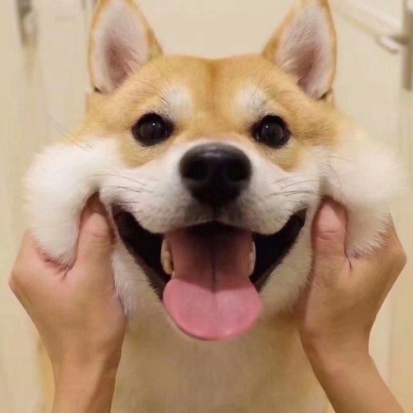 TiAmo