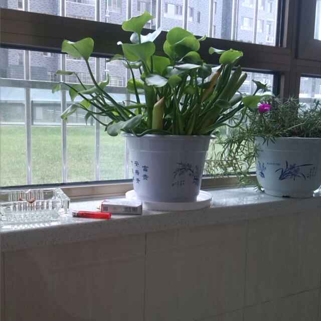 罗涛