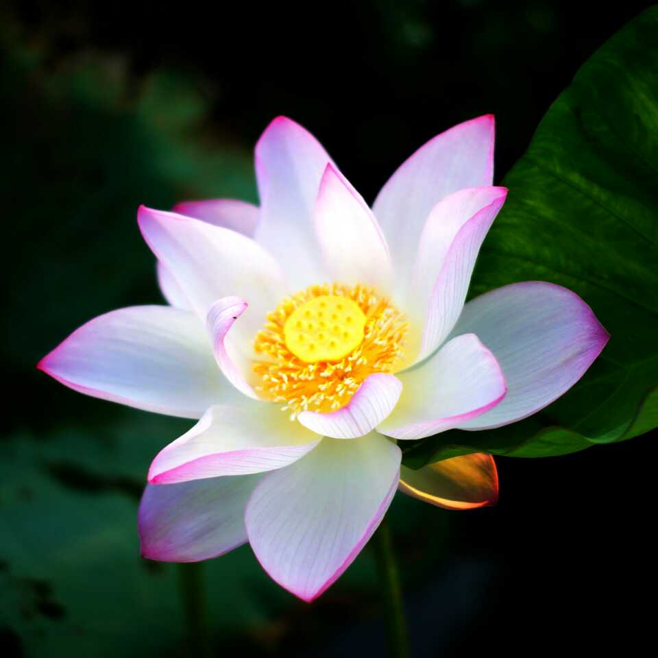 平常心