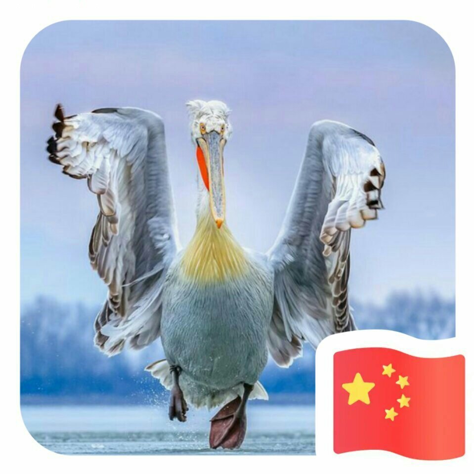 蝶飞