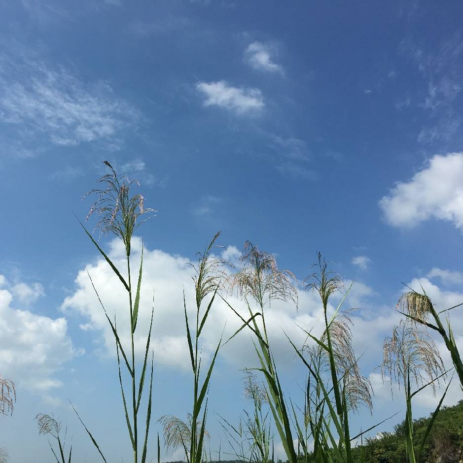 刘易铭