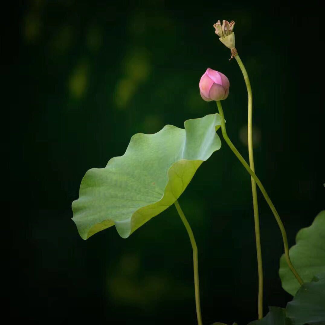 王昆