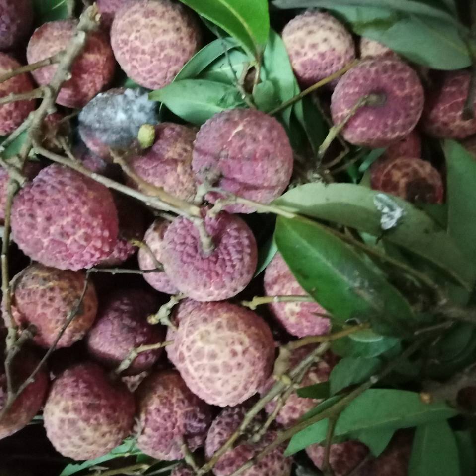 梦想成真