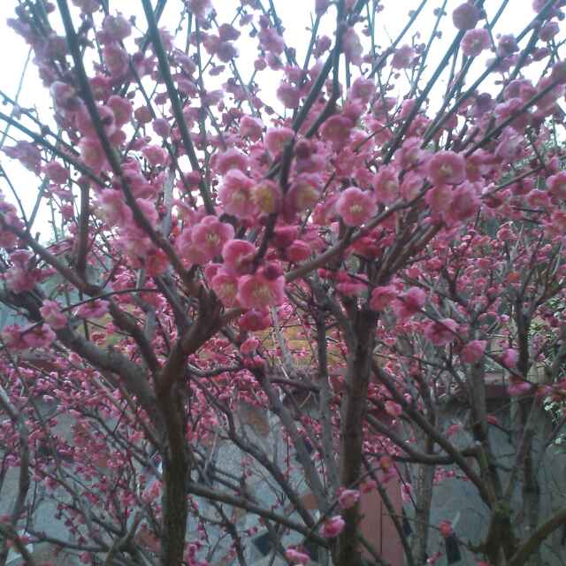 王小明