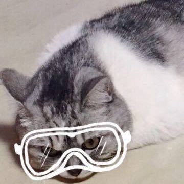 我以后会有猫的