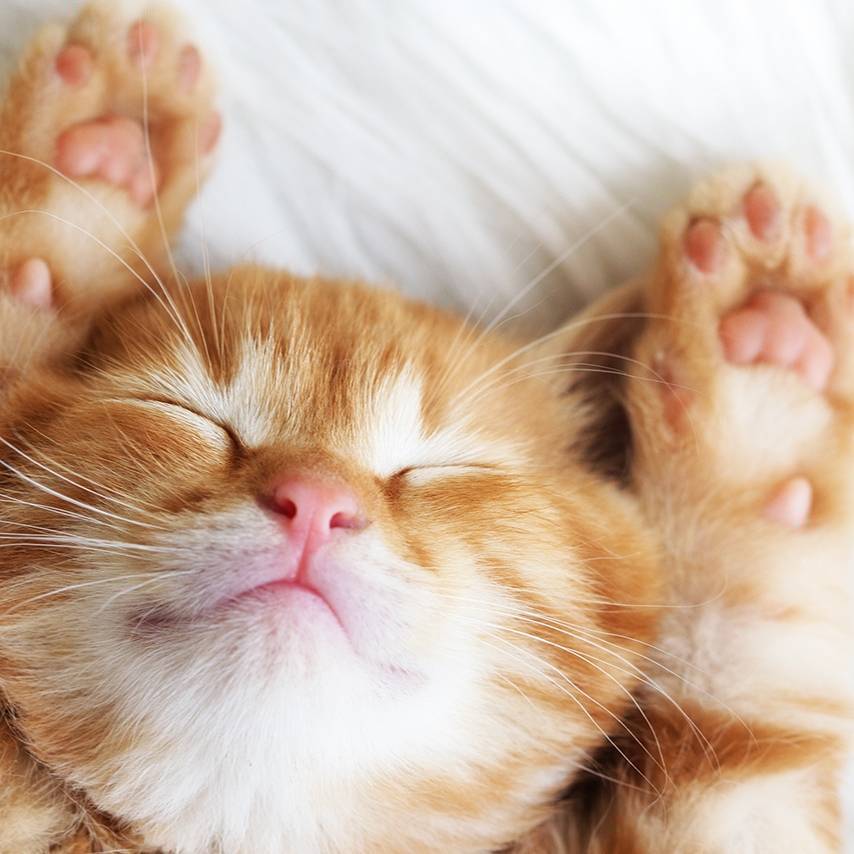 予我心安（小蜜代售）