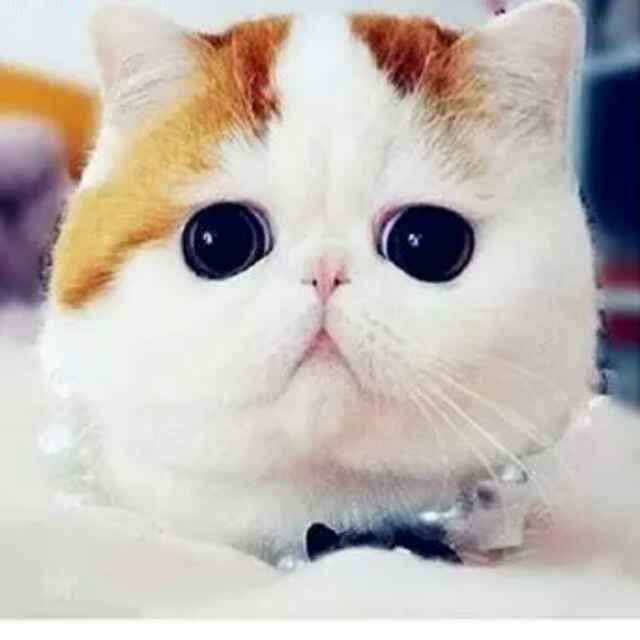 李翼