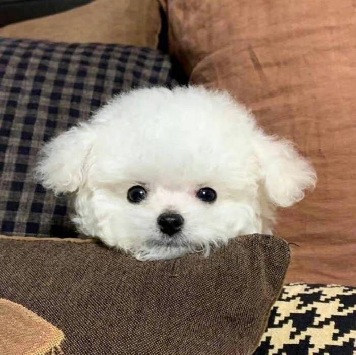 用戶頭像