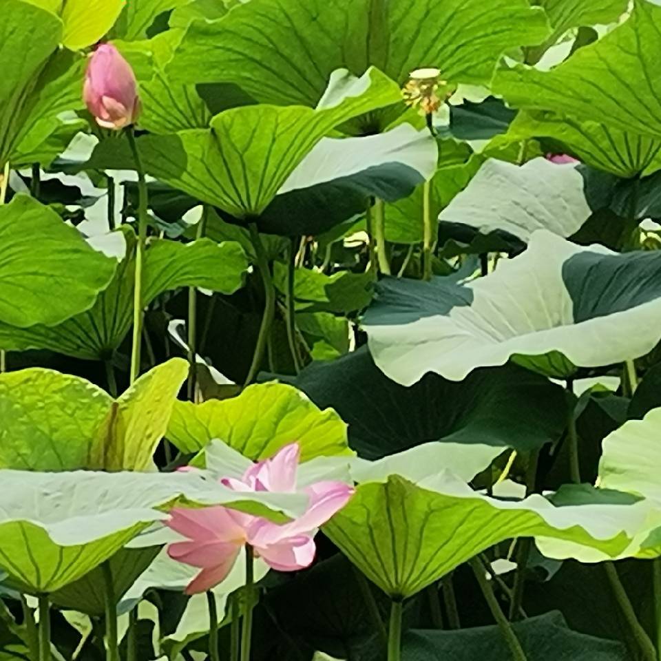 瑜然