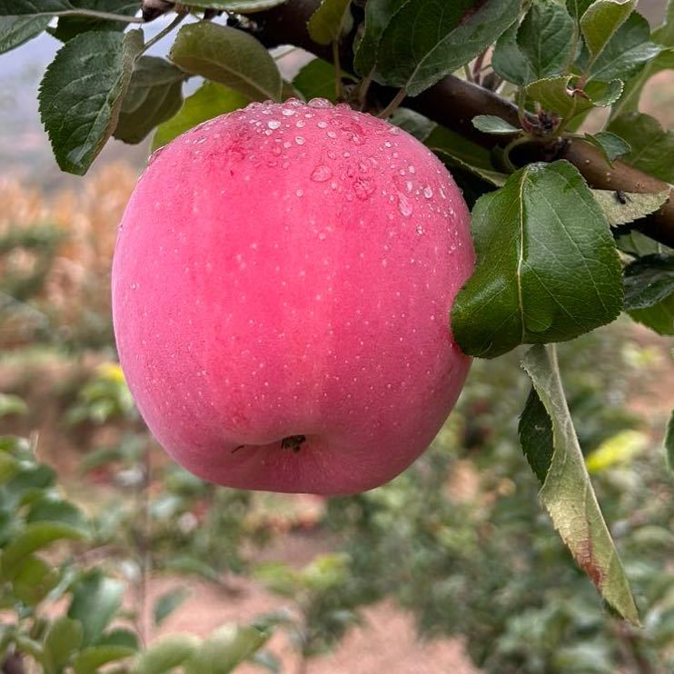 静宁苹果旗舰店