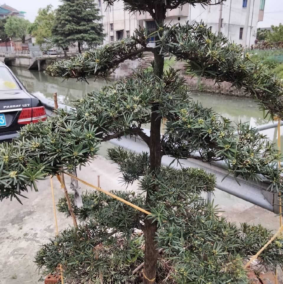老汤