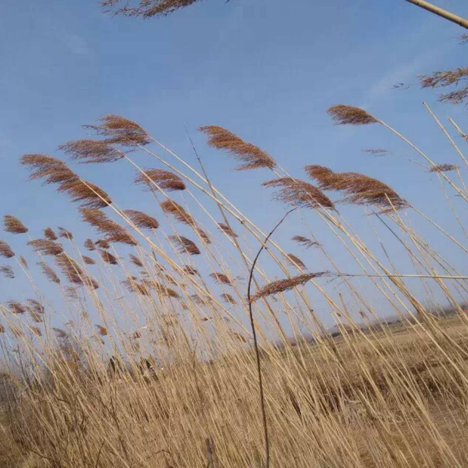 合肥冠能(杨丽)18955186023