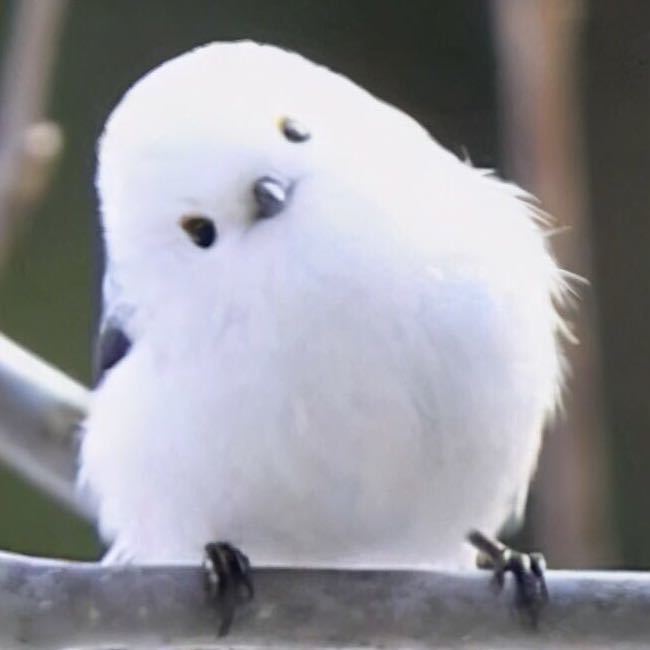 凌