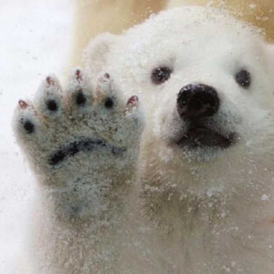 抱抱北极熊