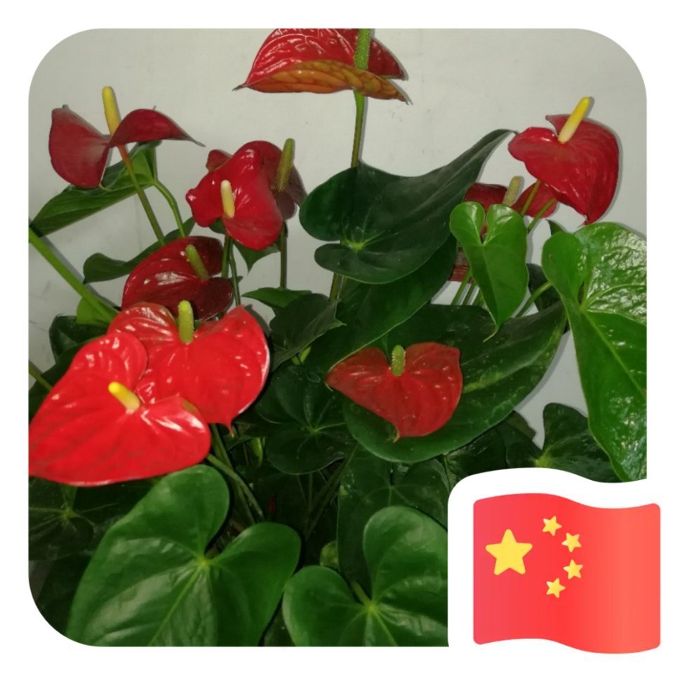 徐志