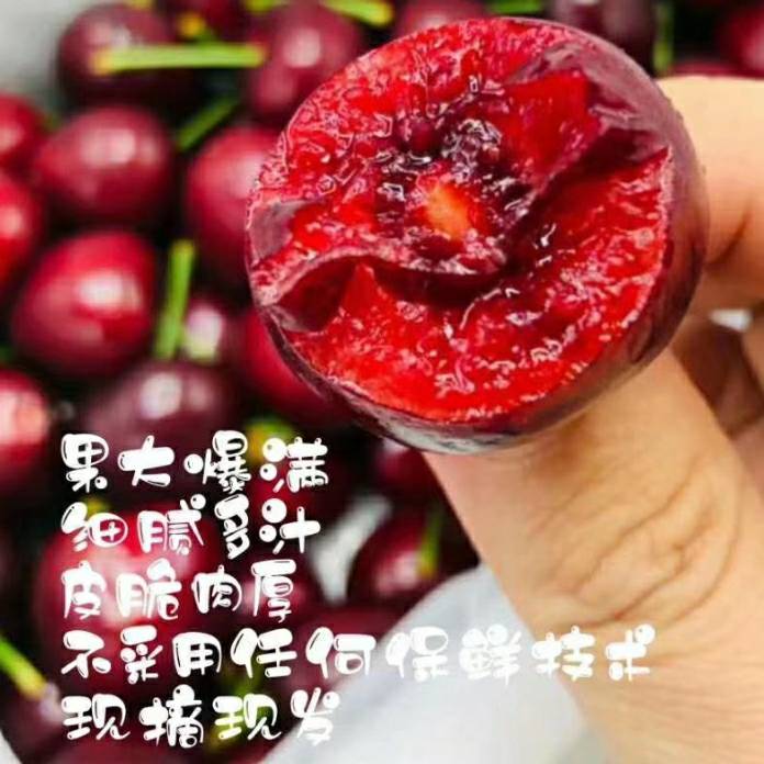 AA🍒车厘子种植技术服务