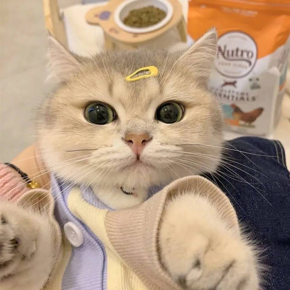 用戶頭像