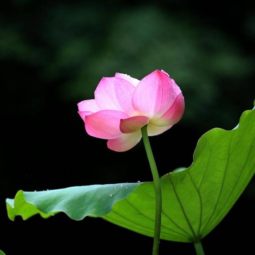 用戶(hù)頭像