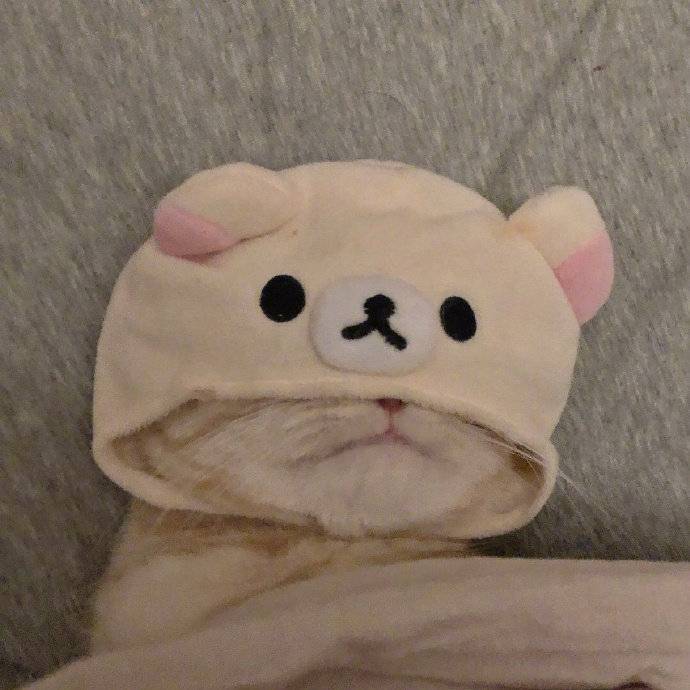 🐟
