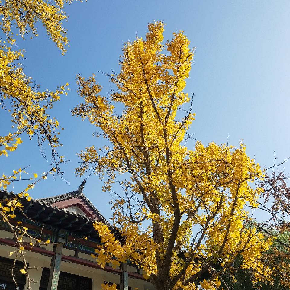 凌宇