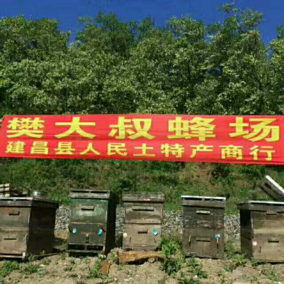 大山情怀养蜂樊大叔
