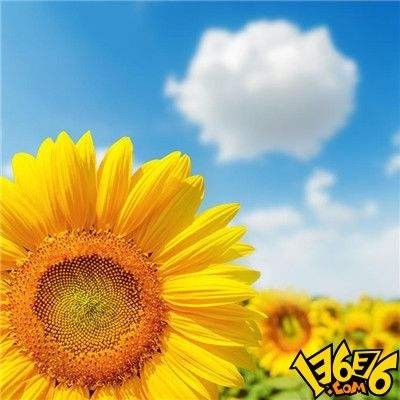 用戶頭像