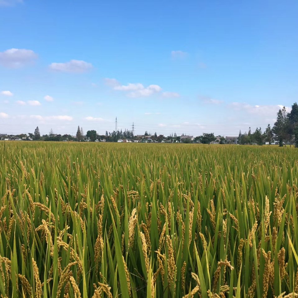 用戶頭像