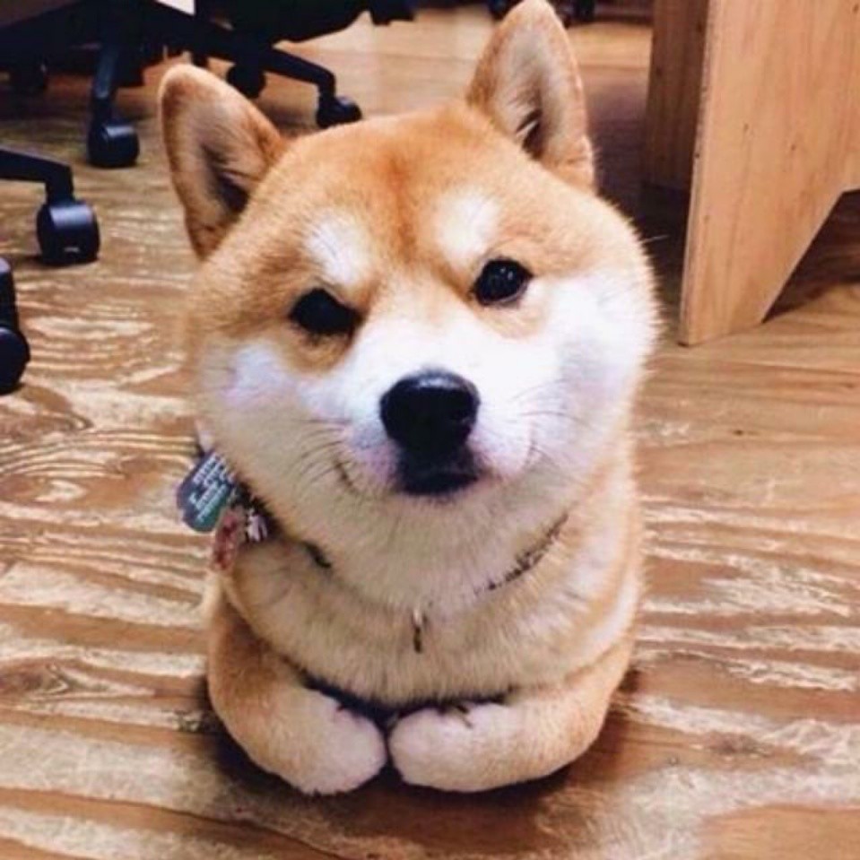 寒武纪