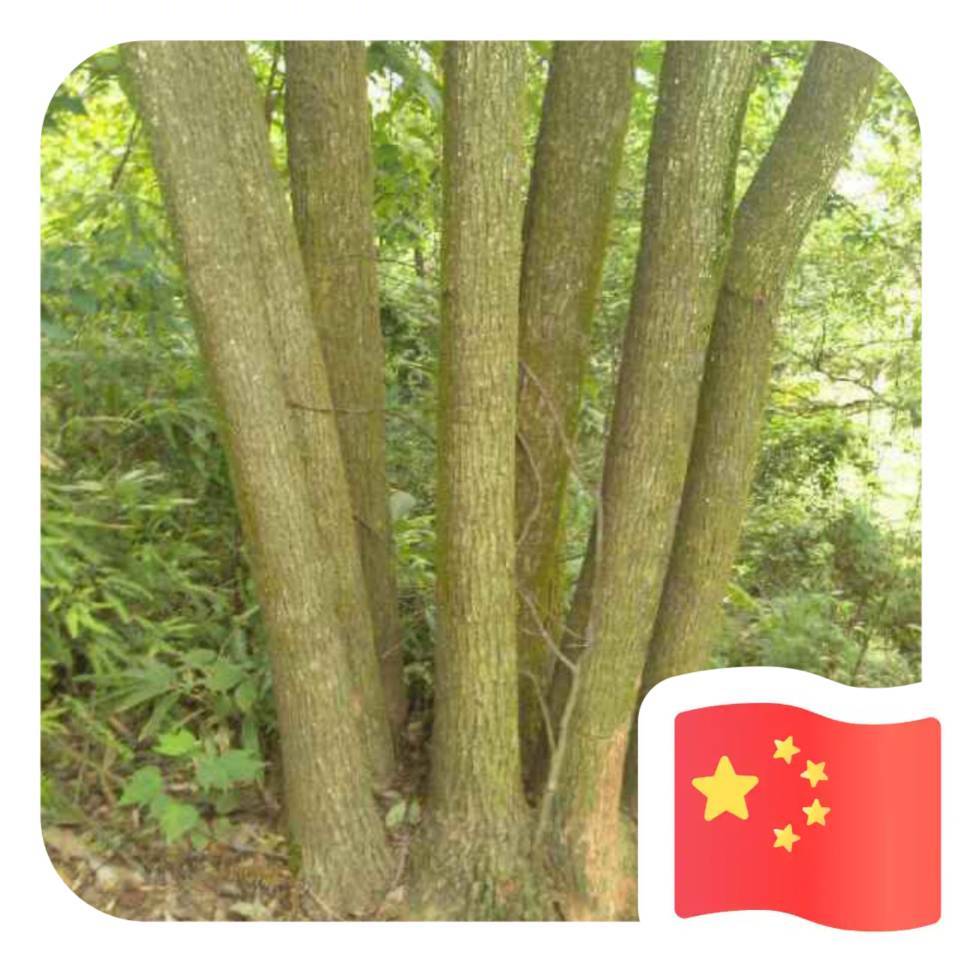 林联聪
