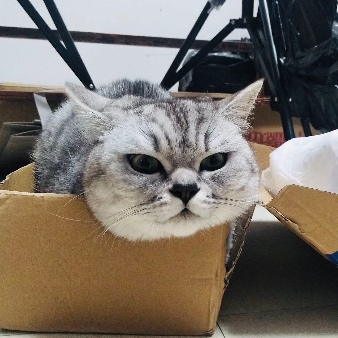 达达