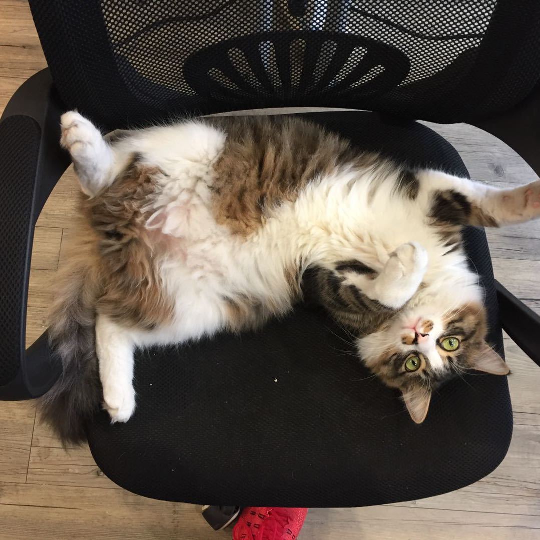 游子.